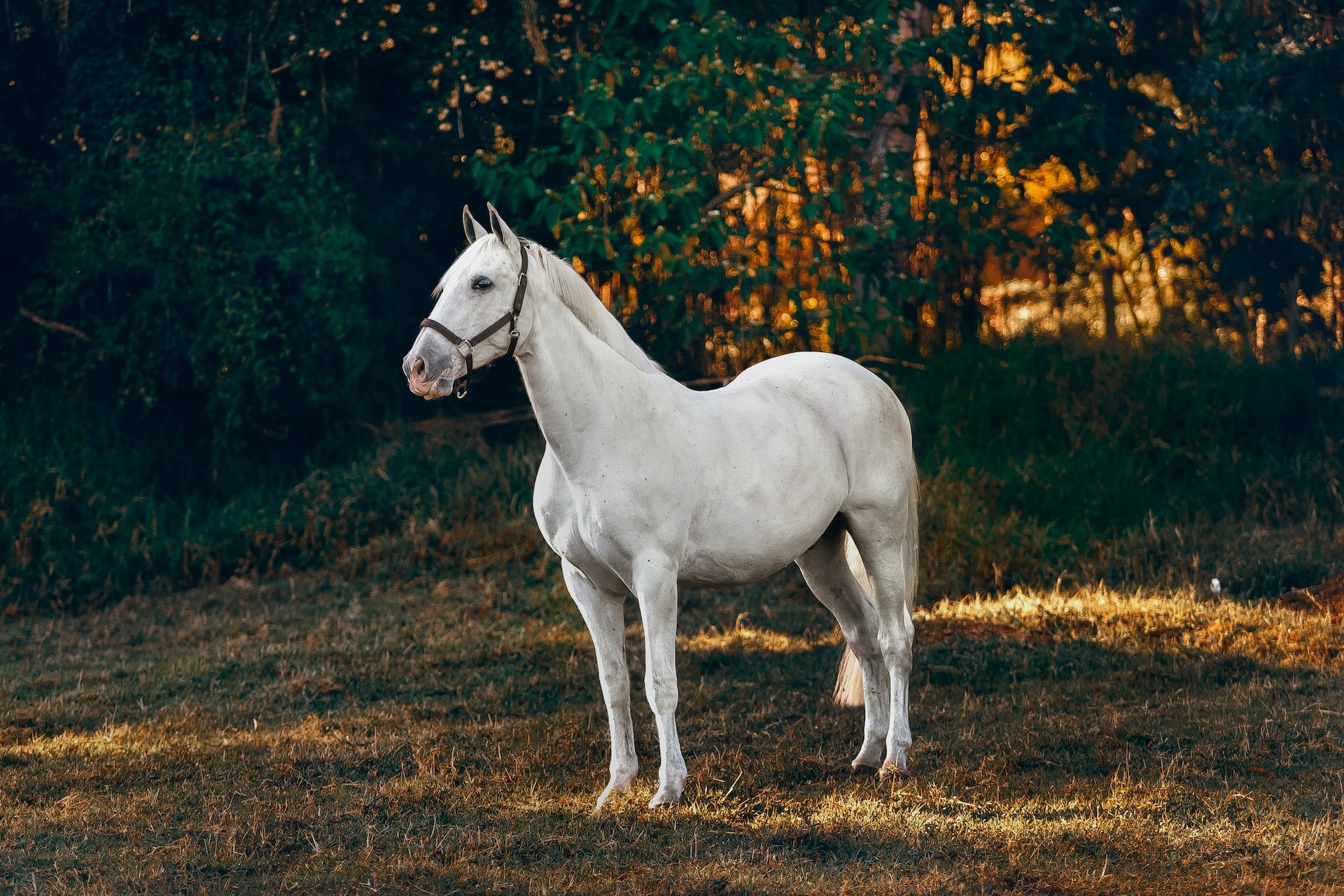 white horse